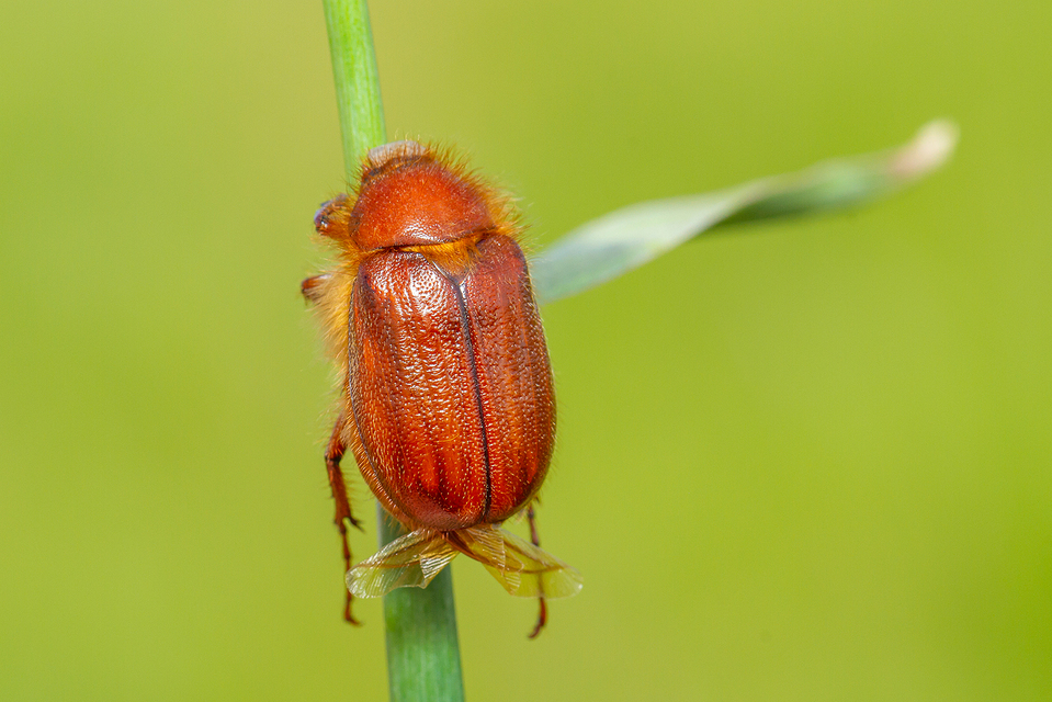 Holochelus aequinoctialis - tavaszeleji cserebogár