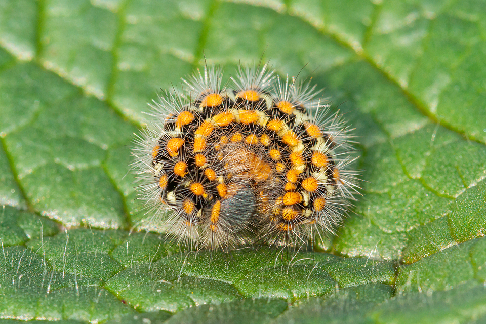 Pentophera morio - réti gyapjaslepke