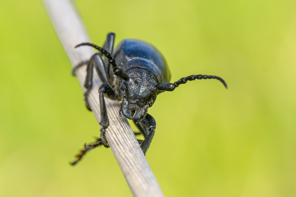 Dorcadion aethiops - fekete gyalogcincér