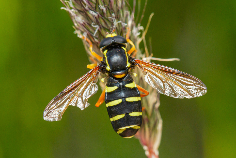 Xanthogramma citrofasciatum - korai oldalsávoslégy