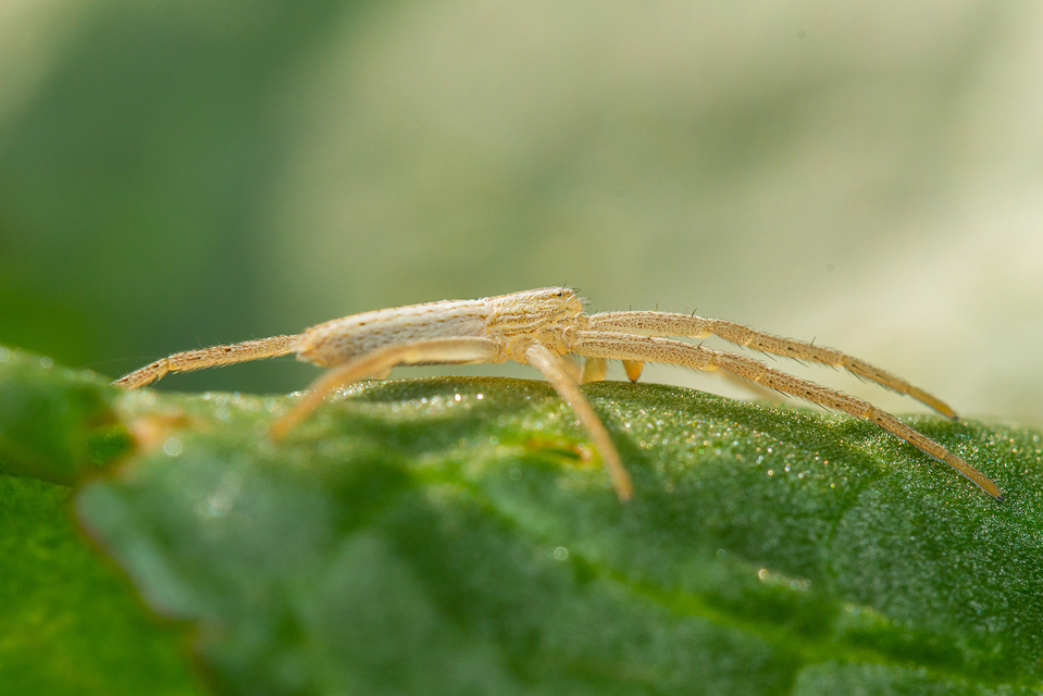 Tibellus