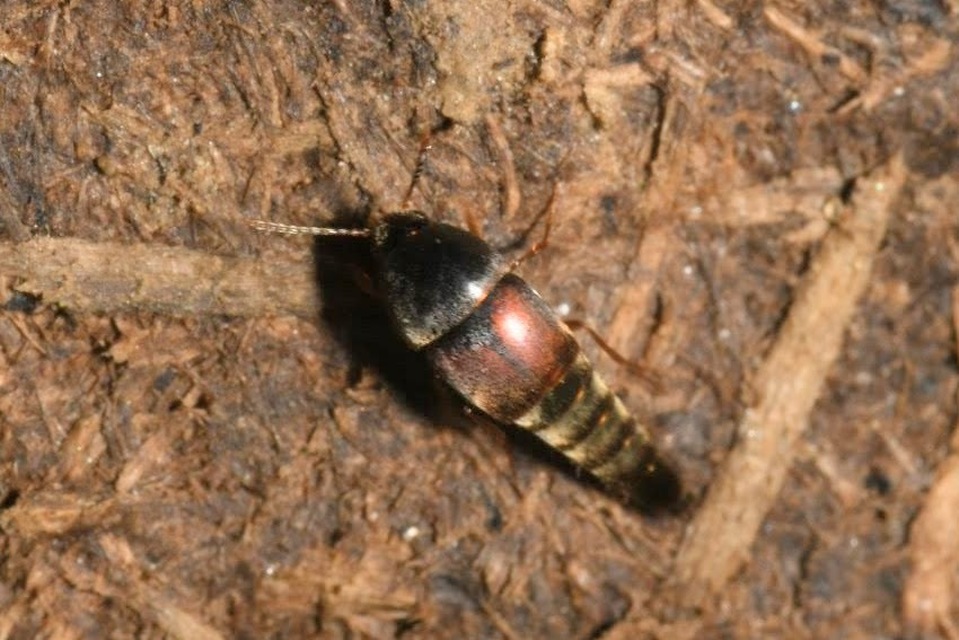 Sepedophilus marshami - közönséges pihésholyva Sepedophilus marshami - közönséges pihésholyva