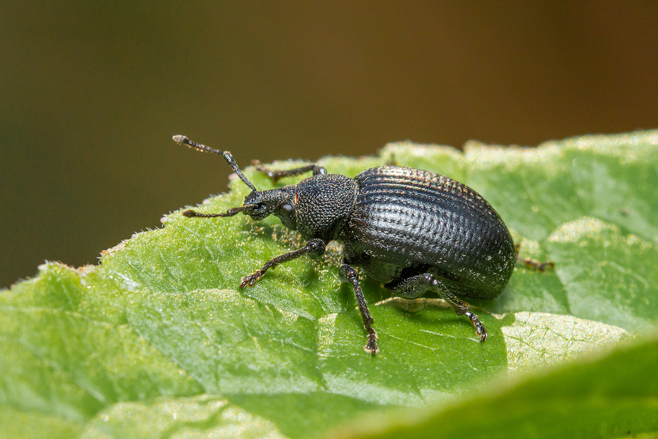Otiorhynchus catenulatus - gyászos gyalogormányos