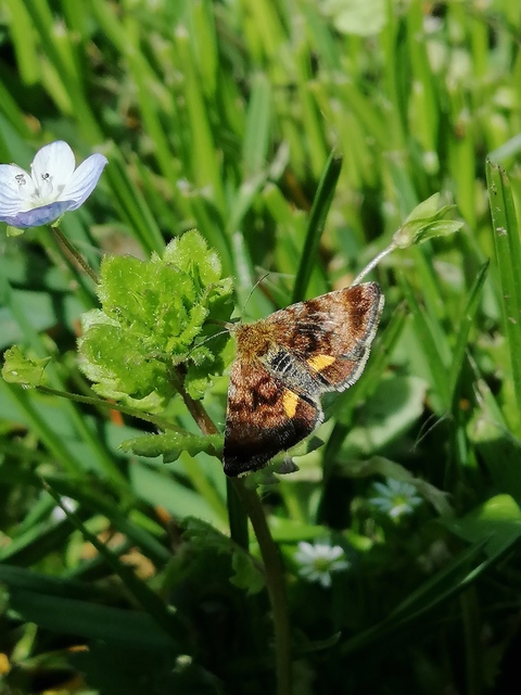 Panemeria tenebrata - apró sárgabagoly
