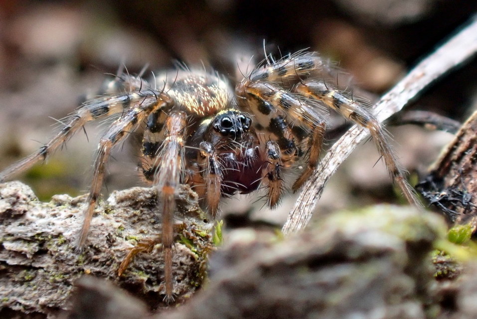 Textrix denticulata - fogas zugpók