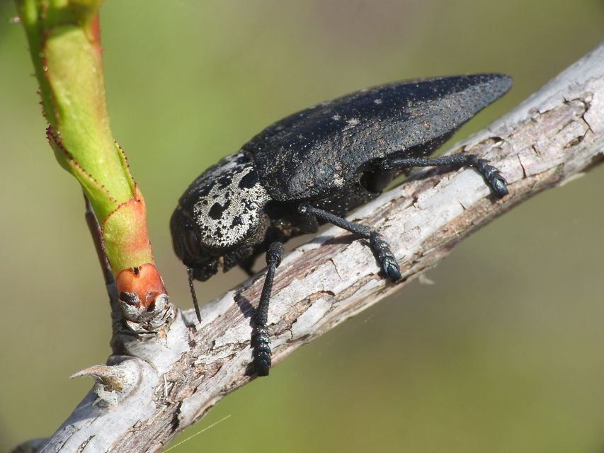 Capnodis tenebrionis - kökény-tükrösdíszbogár
