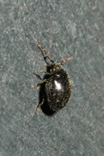 Caenocara