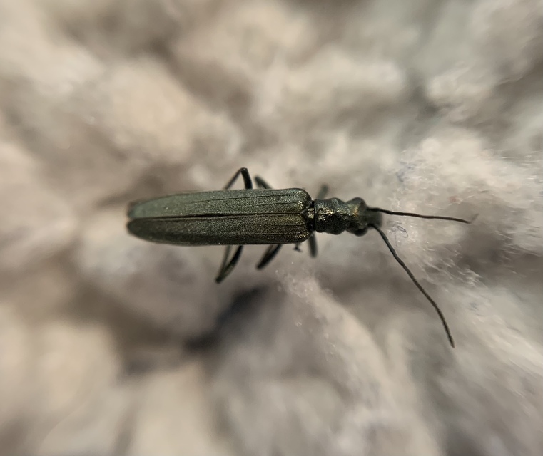 Oedemera virescens - zöldes álcincér