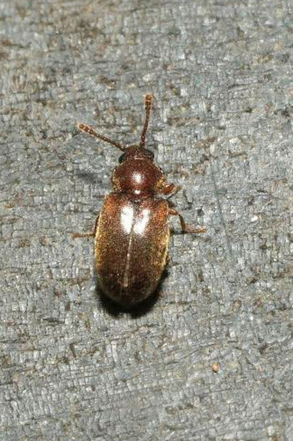 Cryptophagidae - penészbogárfélék