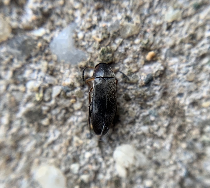 Anaspis frontalis - sárgahomlokú árvabogár