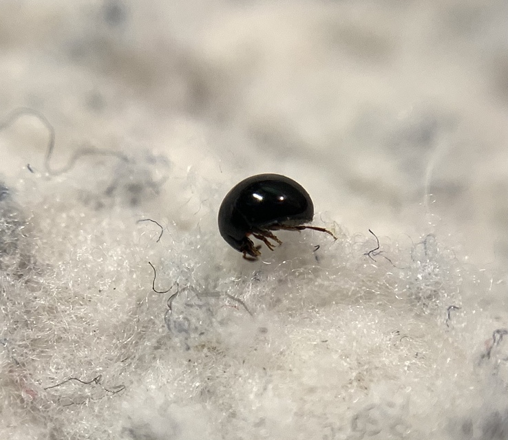 Agathidium marginatum - mezei gombabogárka Agathidium marginatum - mezei gombabogárka