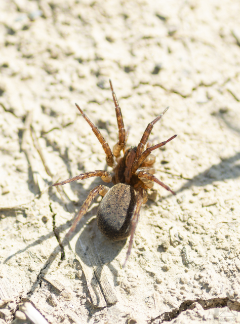 Trochosa