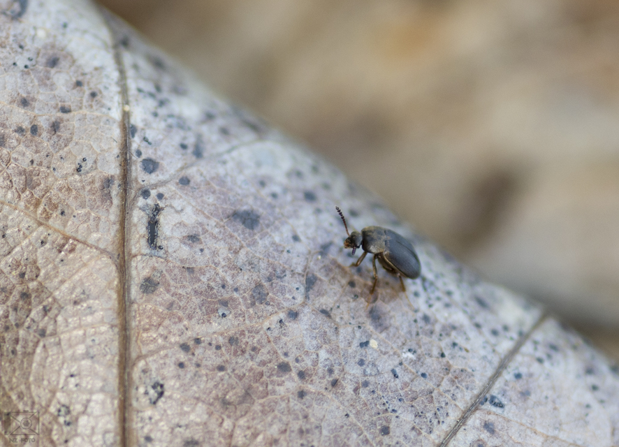 Leiodidae - pecebogárfélék Leiodidae - pecebogárfélék