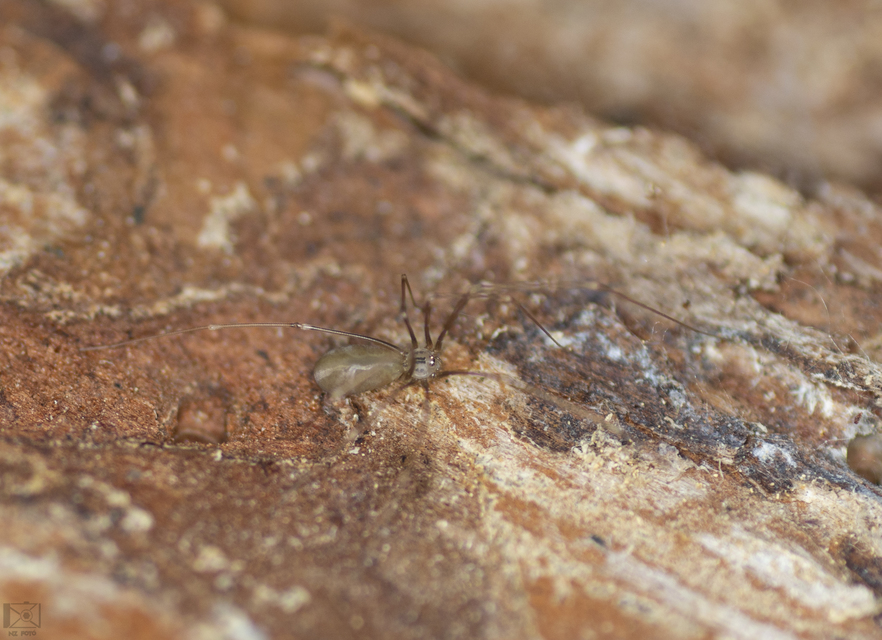 Pholcus opilionoides - kis álkaszáspók