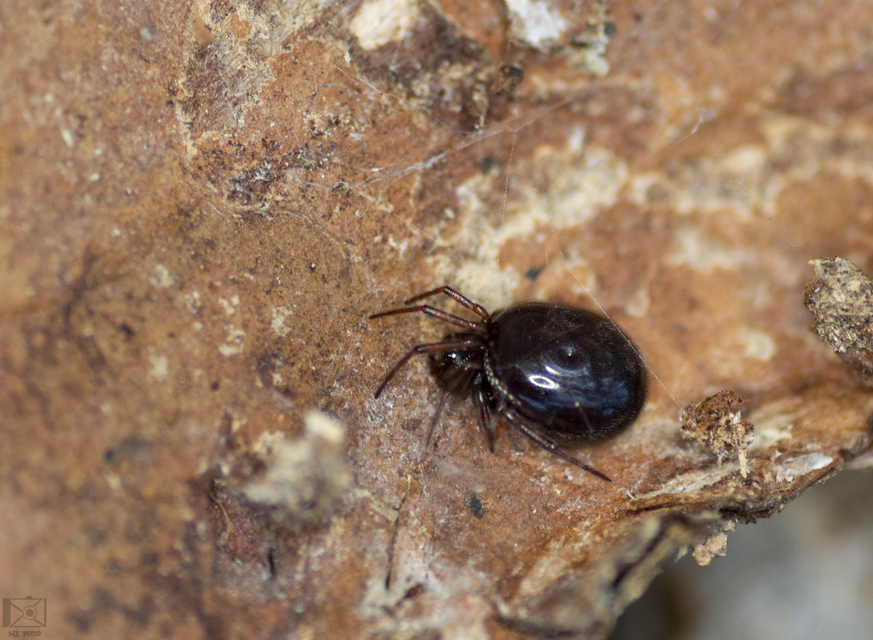Steatoda bipunctata - kétpettyes faggyúpók