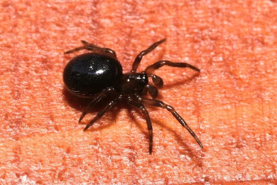 Steatoda bipunctata - kétpettyes faggyúpók