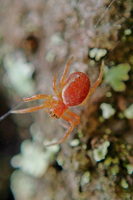 Araniella