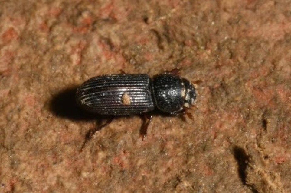 Pleurophorus caesus - hengeres trágyabogár