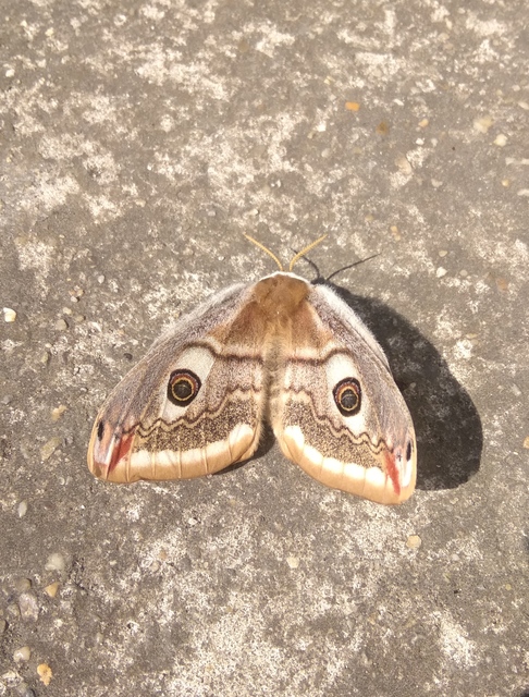 Saturnia pavoniella/pavonia