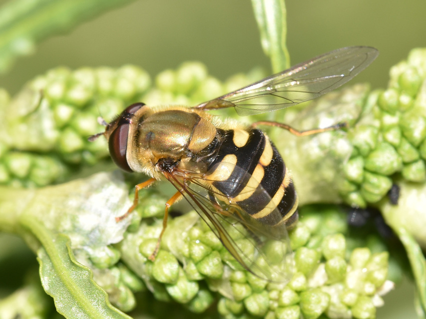 Syrphus