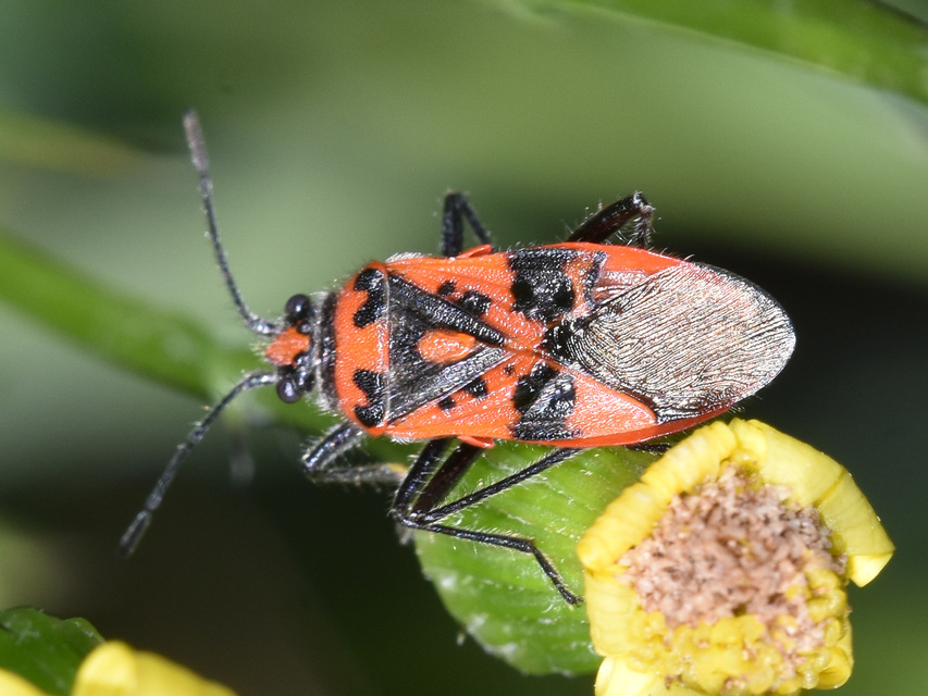 Corizus hyoscyami - piros karimáspoloska
