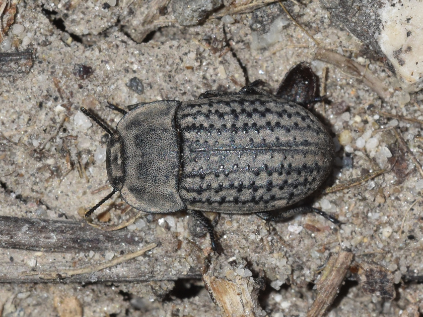 Opatrum sabulosum - sároshátú gyászbogár
