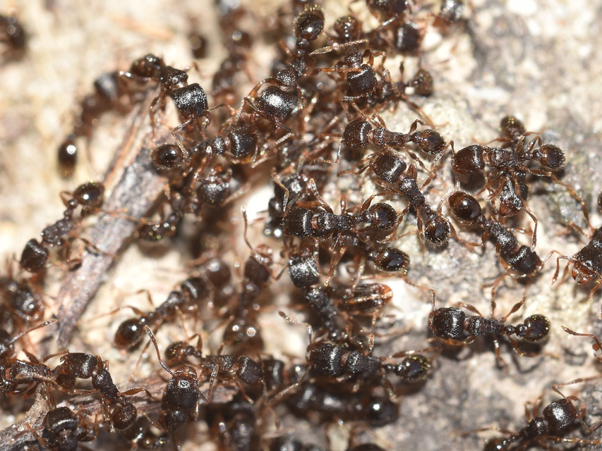 Tetramorium