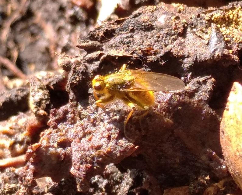 Scathophaga stercoraria - közönséges trágyalégy