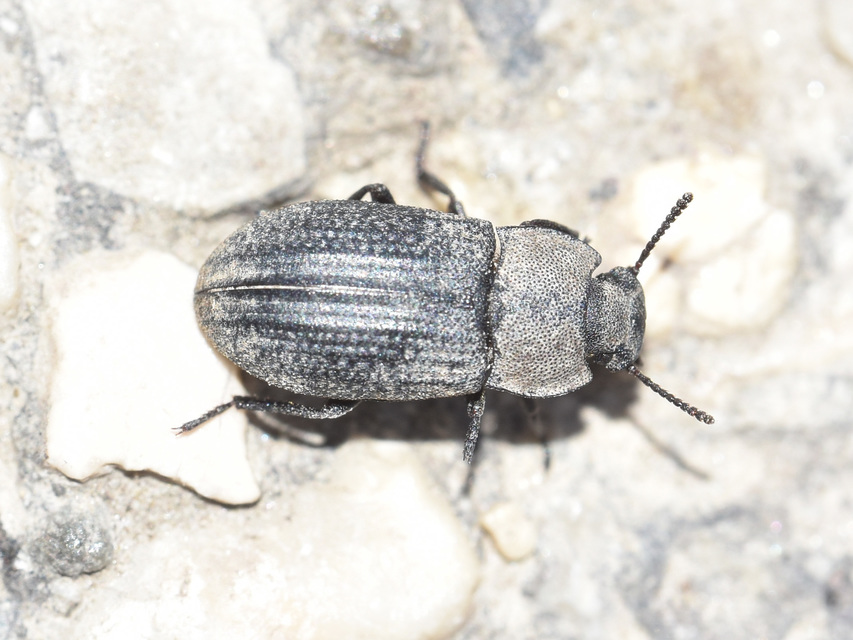 Gonocephalum granulatum pusillum