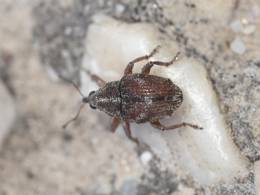 Trichosirocalus troglodytes - kis útifűormányos