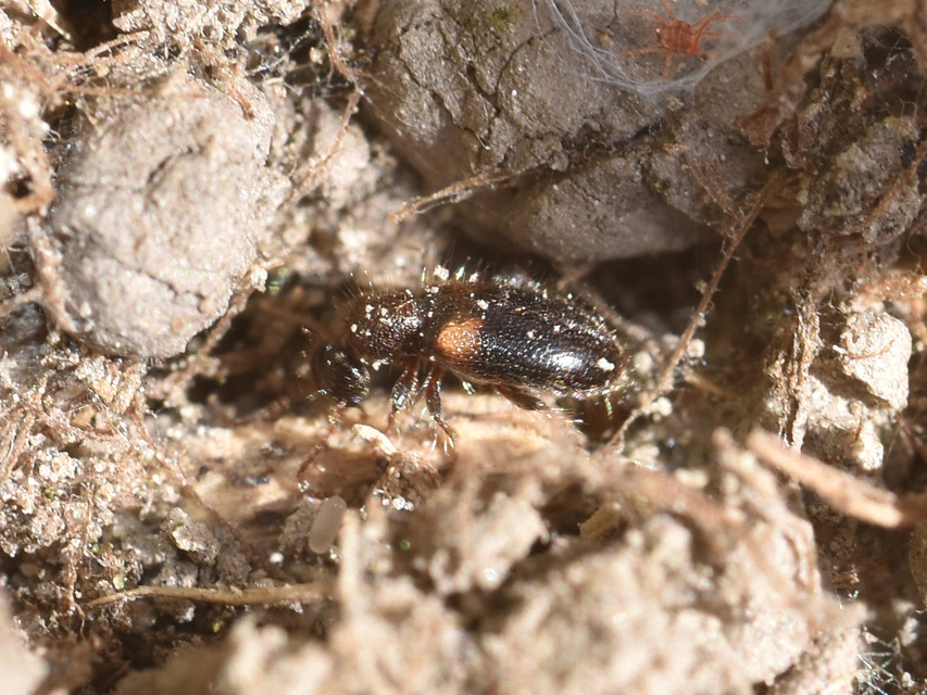 Hirticollis hispidus - szőrös fürgebogár