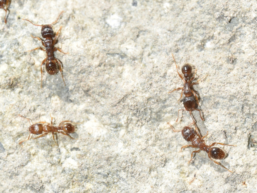 Tetramorium