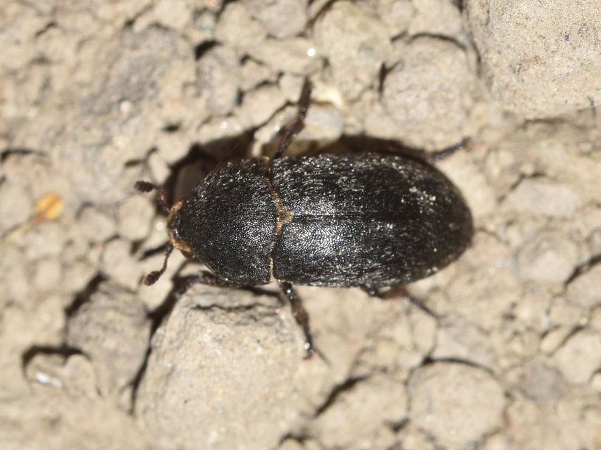 Dermestes laniarius - gyászos porva