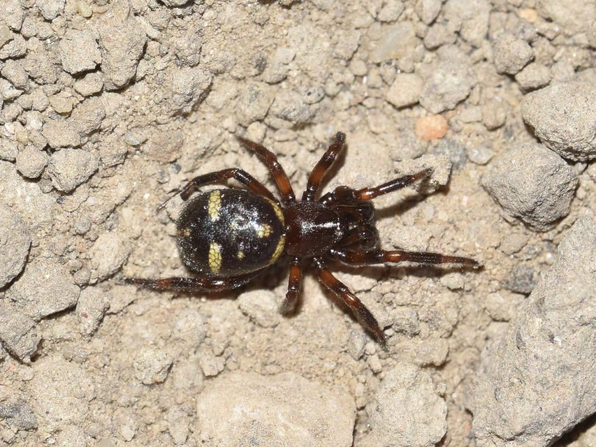 Asagena phalerata/meridionalis