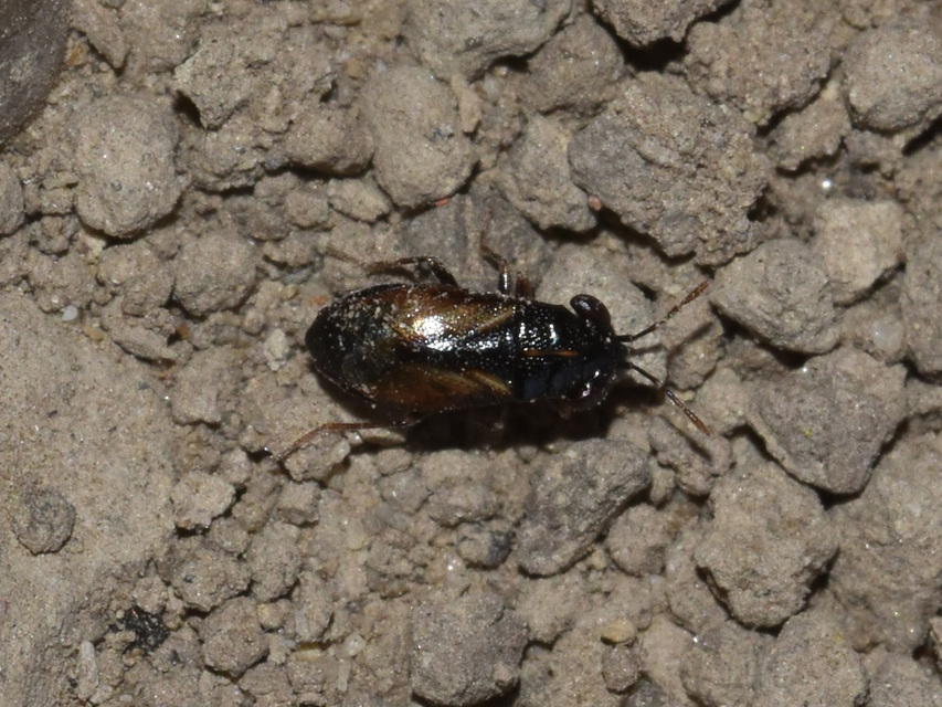 Geocoris ater - csíkoshátú bodobács Geocoris ater - csíkoshátú bodobács