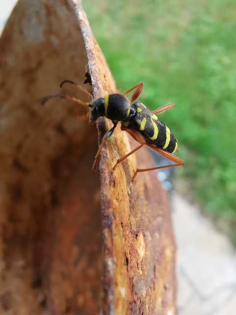 Clytus arietis - közönséges darázscincér