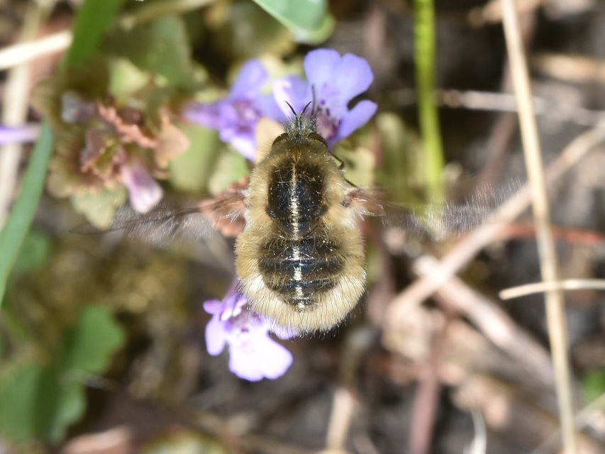 Bombylius analis