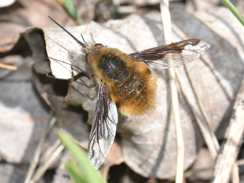 Bombylius major - szegélyes pöszörlégy