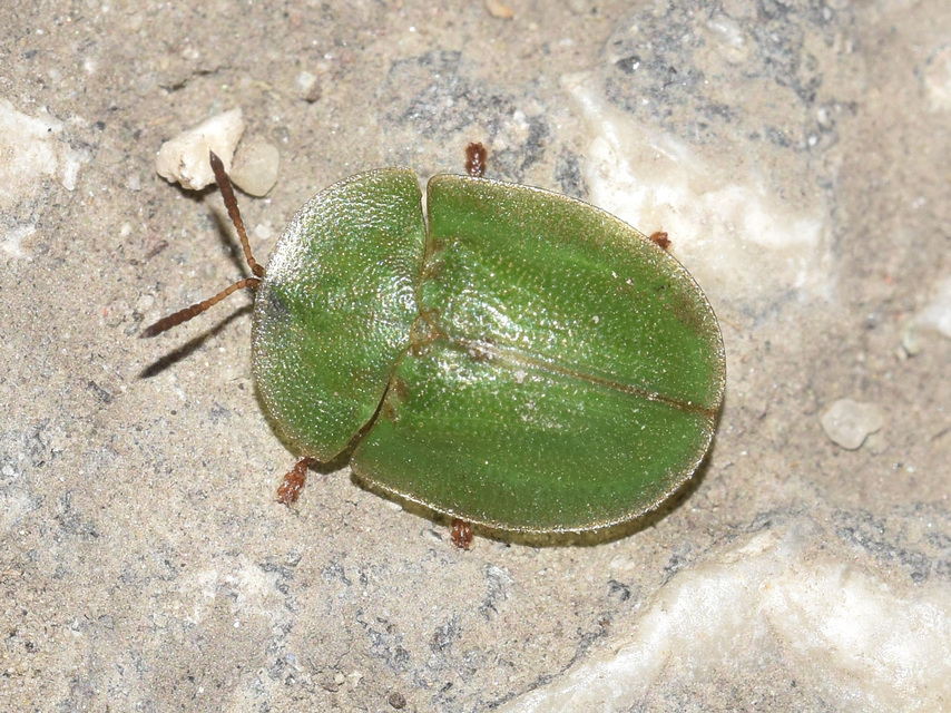 Cassida rubiginosa - lapos pajzsbogár Cassida rubiginosa - lapos pajzsbogár