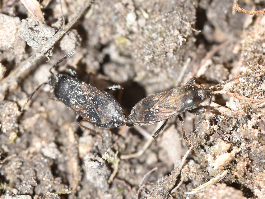 Eremocoris plebejus