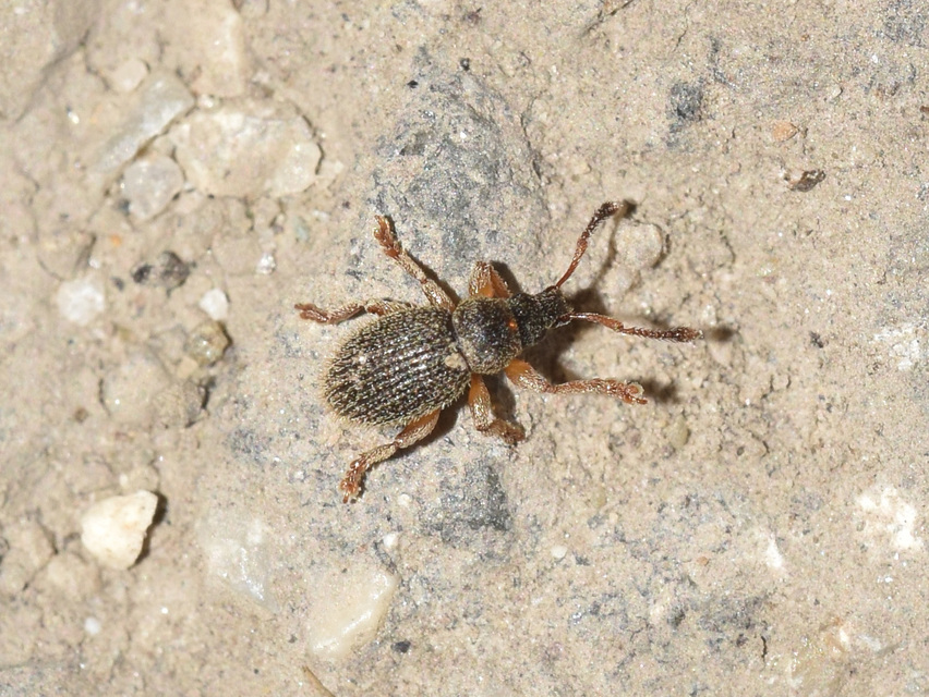 Brachysomus setiger - vastagcsápú gyepormányos Brachysomus setiger - vastagcsápú gyepormányos