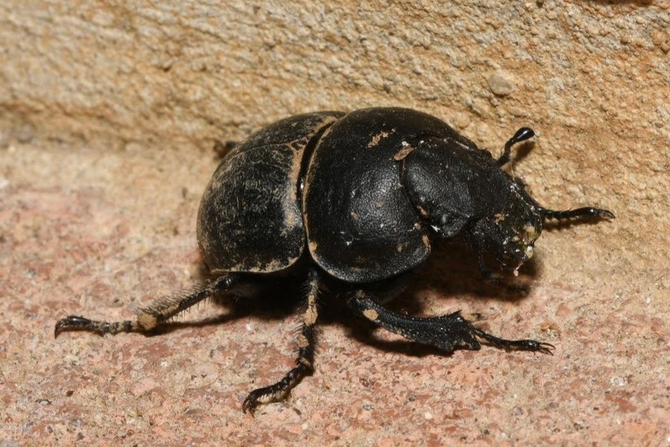 Lethrus apterus - nagyfejű csajkó