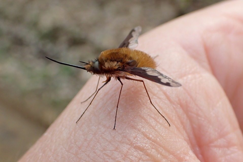 Bombylius major - szegélyes pöszörlégy