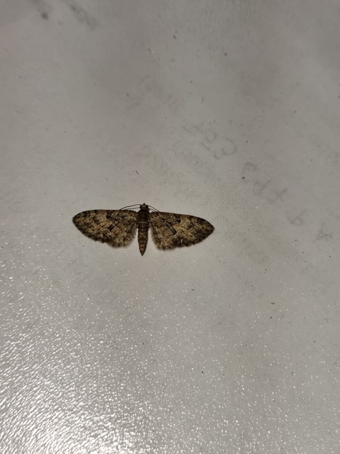 Eupithecia dodoneata - tölgy-törpearaszoló