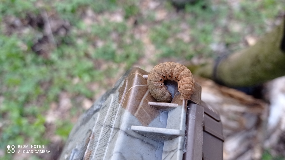 Noctua fimbriata - szélessávú sárgafűbagoly