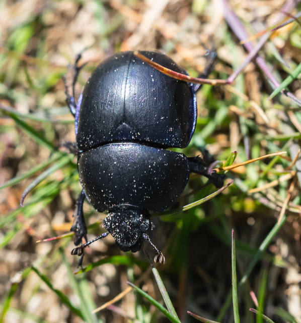 Trypocopris vernalis - tavaszi álganéjtúró