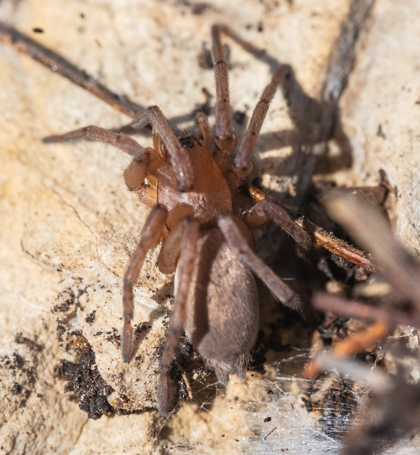 Drassodes/Drassodex