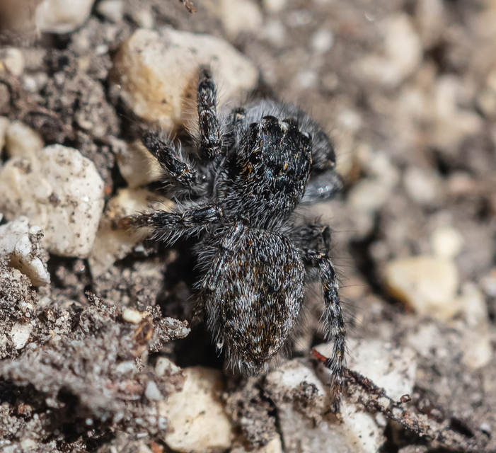 Philaeus chrysops - piros ugrópók