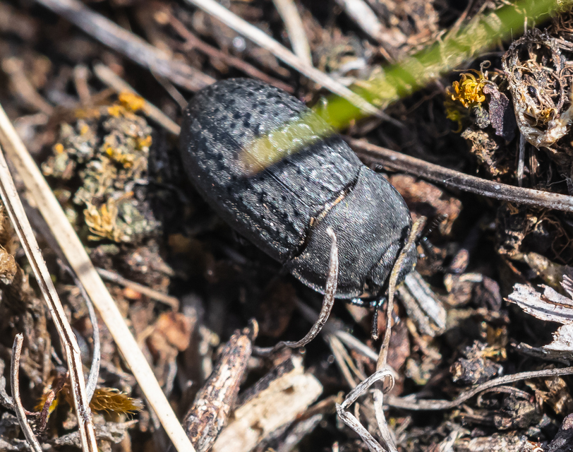 Opatrum sabulosum - sároshátú gyászbogár