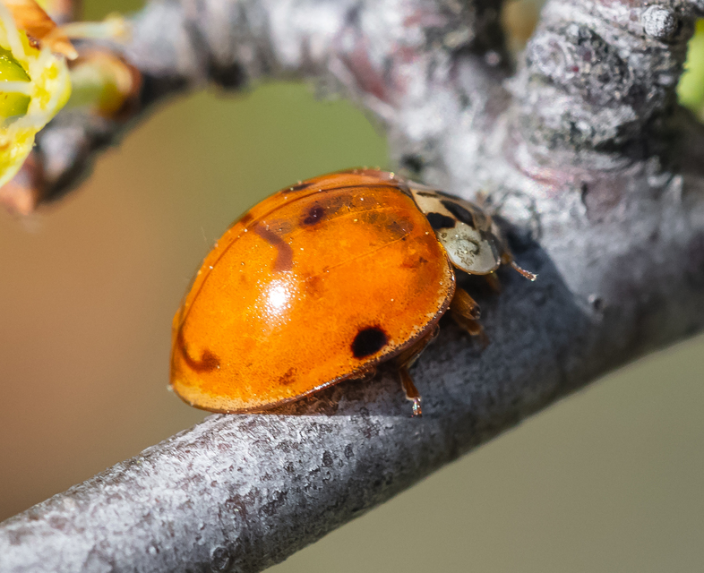 Harmonia axyridis - harlekinkatica